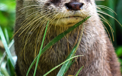 Upoznajte ugrožene životinje Srbije kroz serijal „Susedi iz prirode“